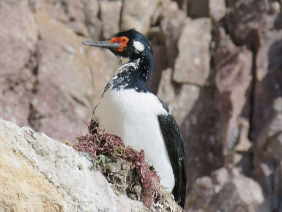 Birding Puerto Madryn and Punta Tombo