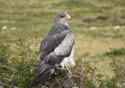 Black-chested Buzzard Eagle Ⓒ Nicolás Olejnik