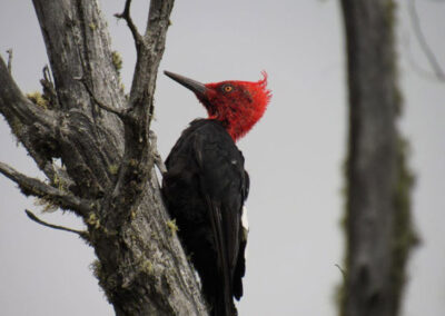 Magellanic Woodpecker Ⓒ Nicolás Olejnik