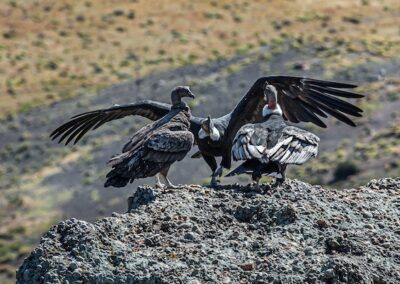 Andean Condor © Luis Segura