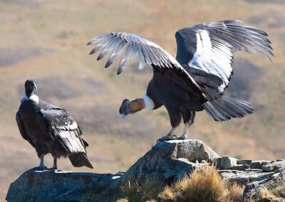 Andean Condor © Luis Segura