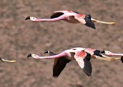 Andean Flamingo © Pablo Petracci