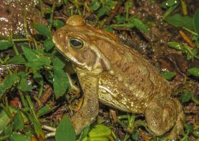 Argentinian Toad © Nicolás Olejnik