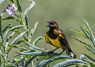 Brown-and-yellow Marshbird © Luis Segura
