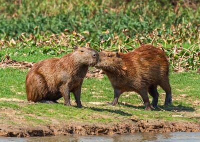 Capybara © Luis Segura