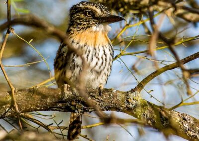 Chaco Puffbird © Nicolás Olejnik