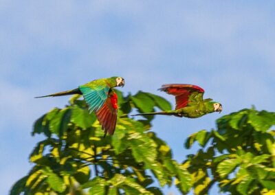 Chestnut-fronted Macaw © Luis Segura