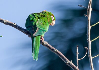 Cuban Parakeet © Luis Segura