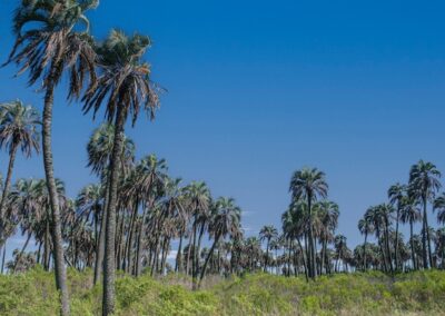 El Palmar National Park © Eduardo Haene