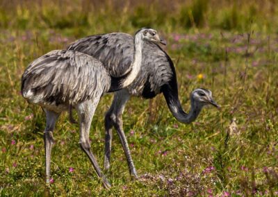 Greater Rhea © Luis Segura