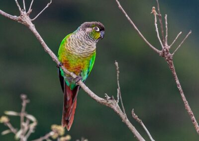 Green-cheeked Parakeet © Luis Segura