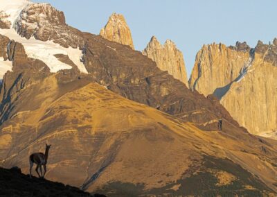 Guanaco in Torres del Paine © Luis Segura