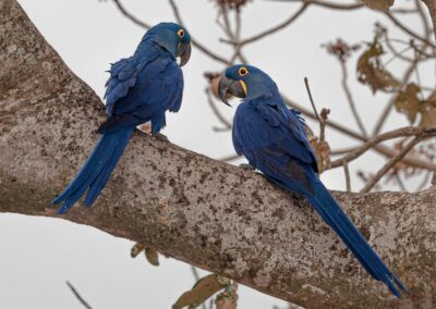 Hyacinth Macaw © Luis Segura