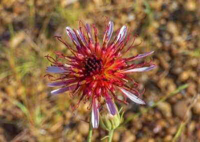 Isostigma peucedanifolium © Eduardo Haene