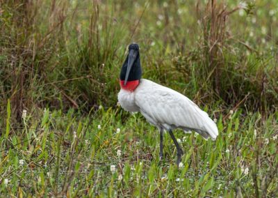 Jabiru © Luis Segura