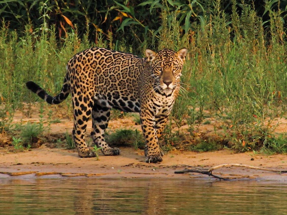 Wildlife of the Brazilian Pantanal and Cerrado