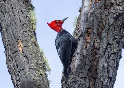 Magellanic Woodpecker © Luis Segura