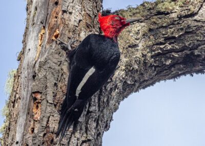 Magellanic Woodpecker © Luis Segura