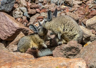 Mountain Viscacha © Luis Segura
