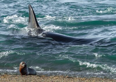 Orca and Southern Sea Lion © Luis Segura
