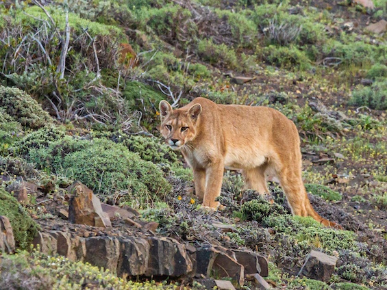 Wildlife of Southwestern Patagonia