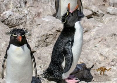 Southern Rockhopper Penguin © Luis Segura