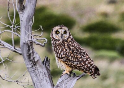 Short-eared Owl © Luis Segura