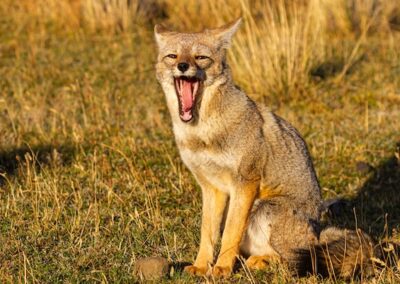 South American Grey Fox © Luis Segura