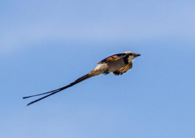 Streamer-tailed Tyrant © Luis Segura