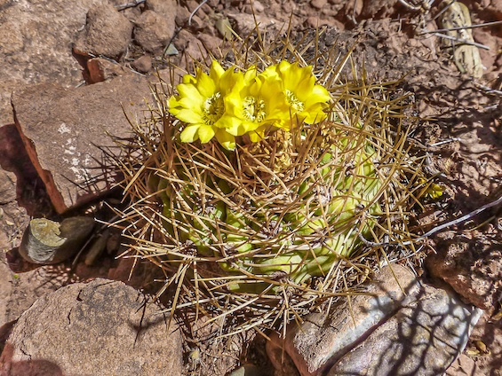 Cacti of Bolivia