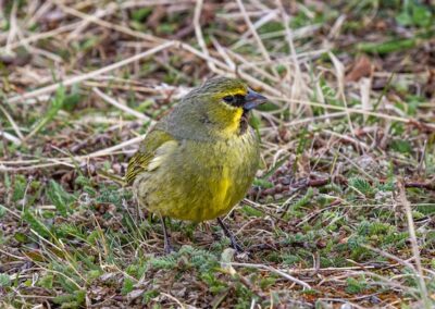 Yellow-bridled Finch © Luis Segura