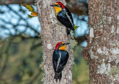 Yellow-fronted Woodpecker © Luis Segura