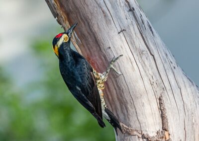 Yellow-tufted Woodpecker © Luis Segura